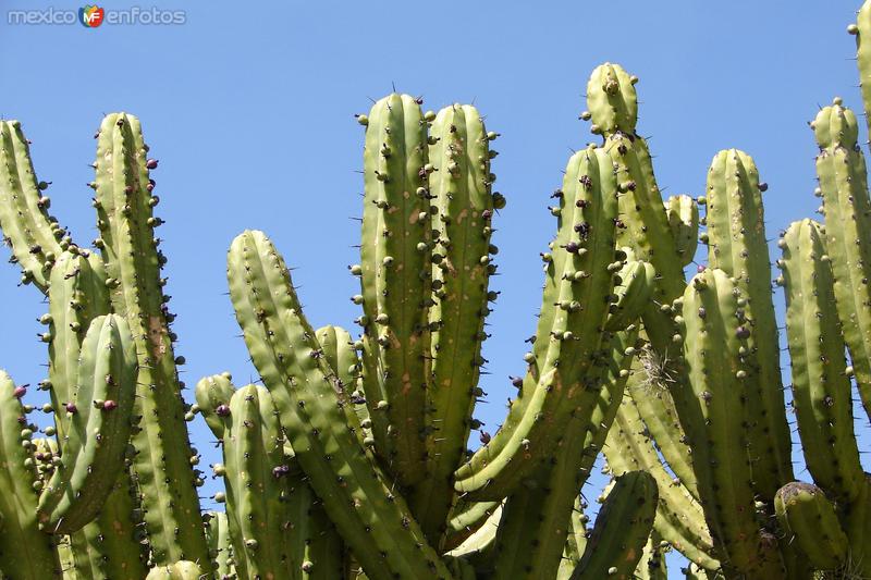 Fotos de Santa María Del Río, San Luis Potosí: Garambullo