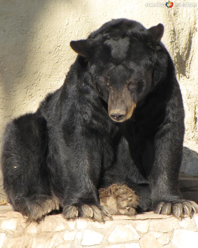 Fotos de Ciudad Guadalupe, Nuevo León: Oso negro americano en el parque La Pastora