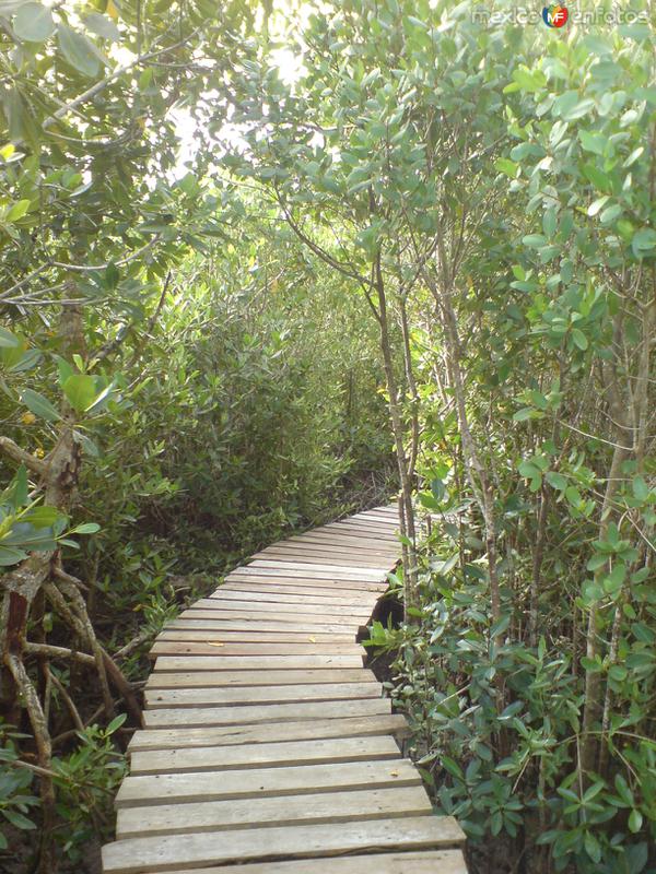 Fotos de San Felipe, Yucatán: Camino de Madera