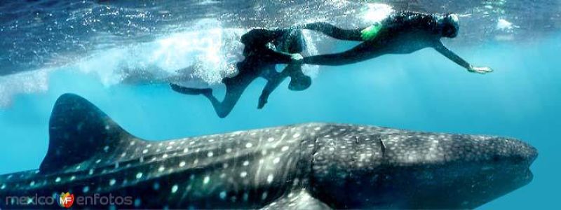 Fotos de Holbox, Quintana Roo: Whale Shark Safari