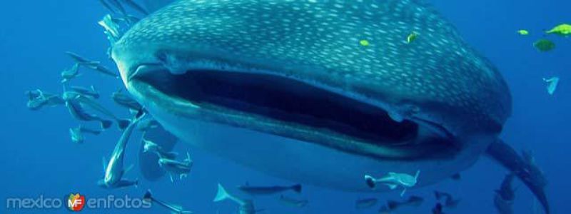 Fotos de Holbox, Quintana Roo: Whale Shark Safari