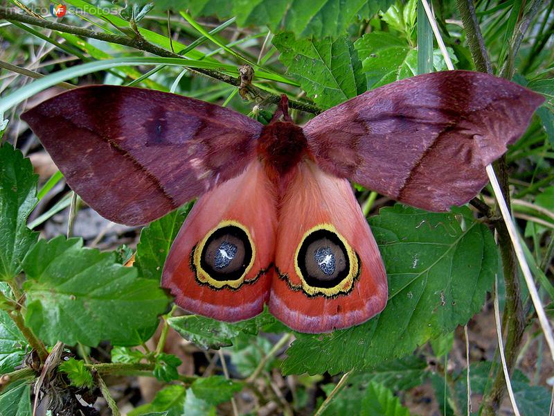 Fotos de Santa María Chimalapa, Oaxaca: automeris io