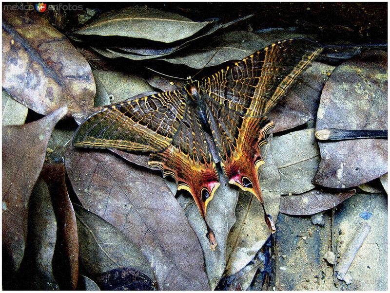 Fotos de Santa María Chimalapa, Oaxaca: mariposa nocturna desconocida