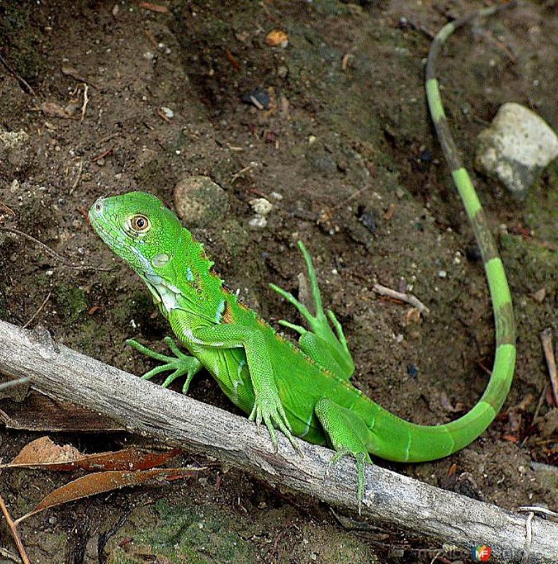 Fotos de Santa María Mixtequilla, Oaxaca: iguana verde 2