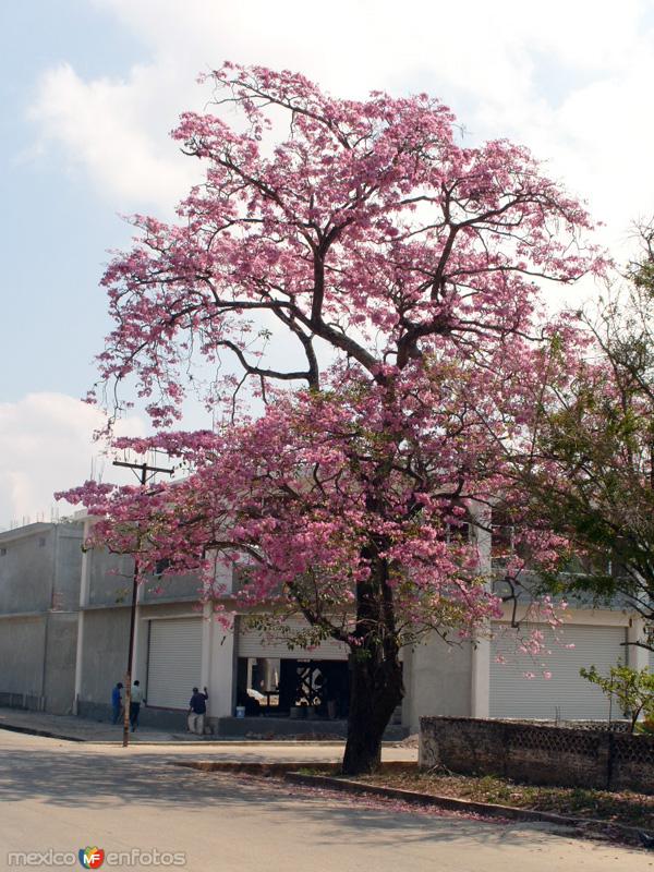 Fotos de Matías Romero, Oaxaca: Robles