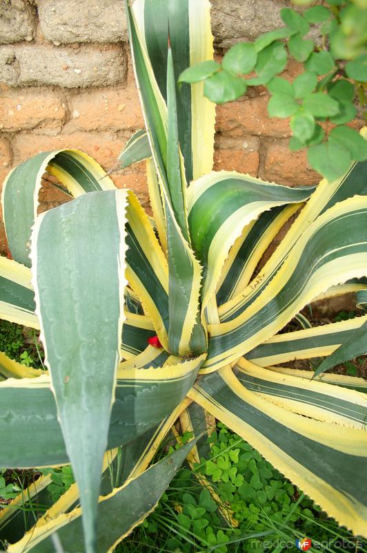 Fotos de Arteaga, Coahuila: FLORA DE ARTEAGA (MAGUEY)