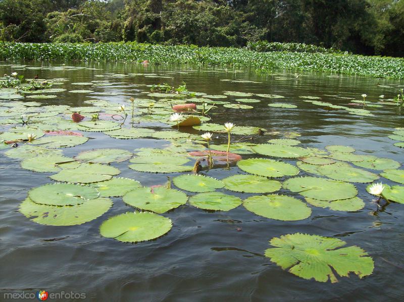 Fotos de Catemaco, Veracruz: LIRIO ACUATICO