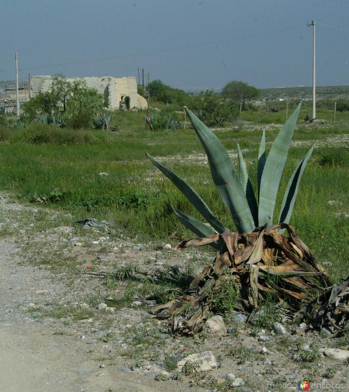 Fotos de Ramos Arizpe, Coahuila: LANDEROS