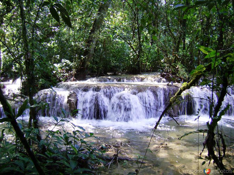 Fotos de Selva Lacandona, Chiapas: SELVA EN LACANJA