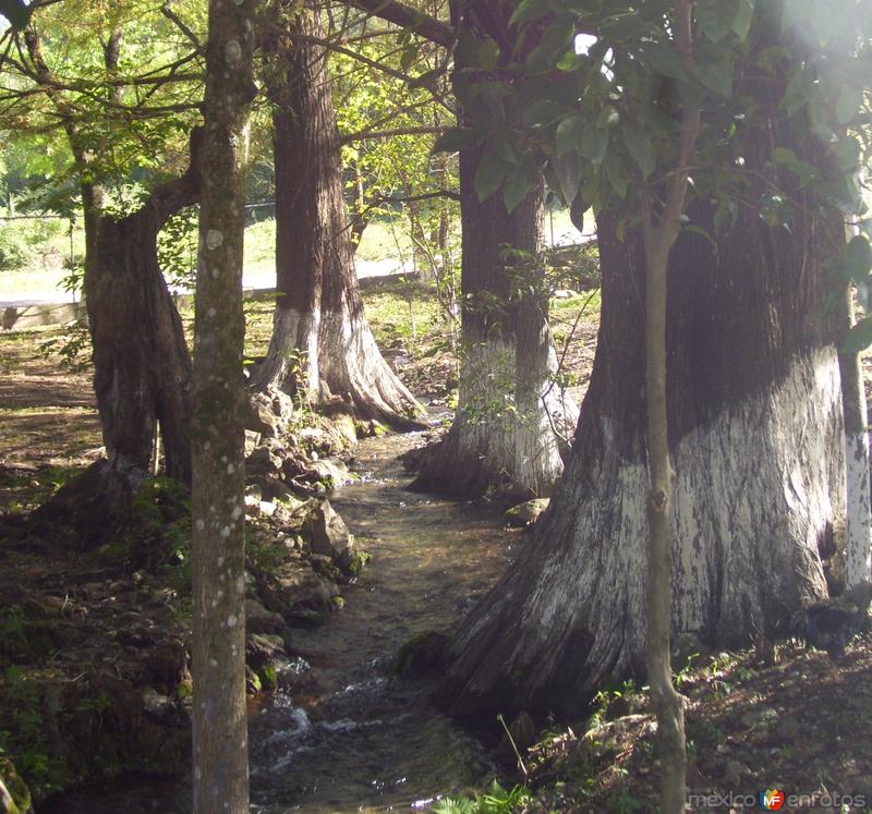 Fotos de Hidalgo, Tamaulipas: nacimiento del chorrito