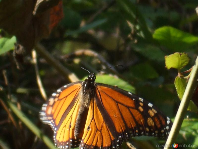 Fotos de Nueva Italia, Michoacán: Mariposa Monarca