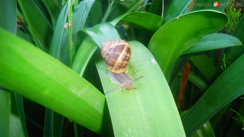 Fotos de Ixtlahuaca, México: Caracol