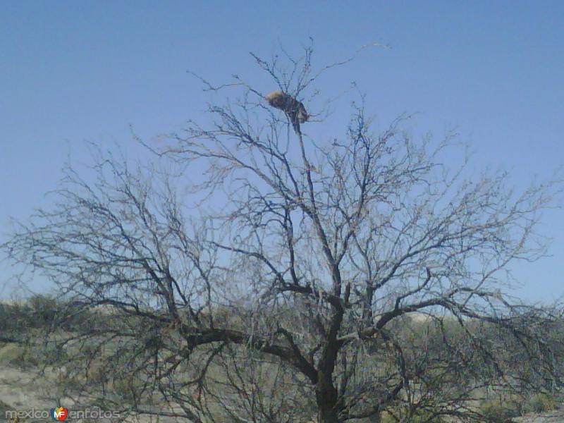 Fotos de Samalayuca, Chihuahua: Gato Montés en Samalayuca