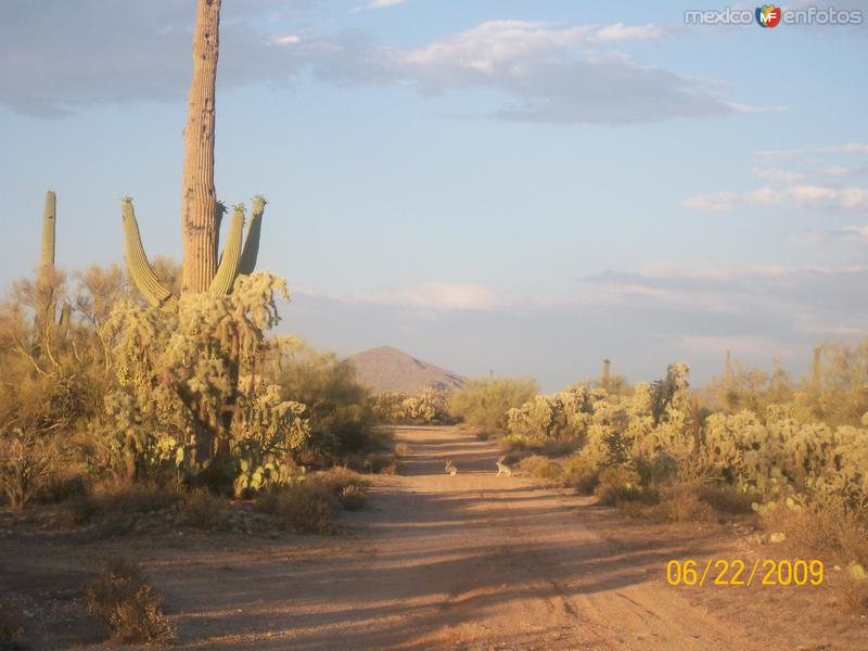 Fotos de Santa Ana, Sonora: DOS LIEBRES EN EL CAMINO