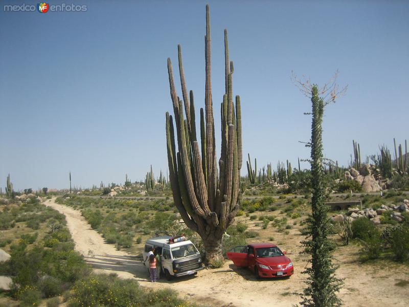 Fotos de Cataviña, Baja California: mi zaguaro