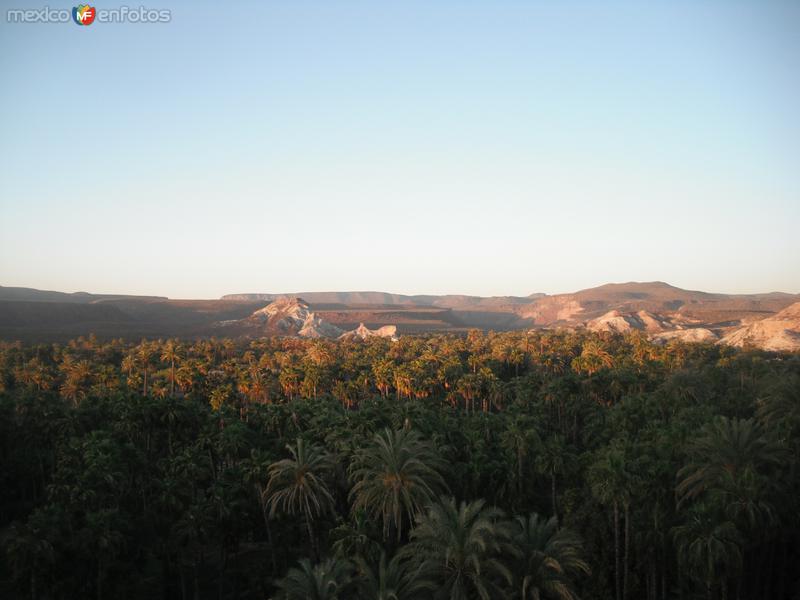 Fotos de La Purísima, Baja California Sur: EL PALMAR DE LA PURISIMA