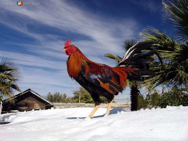 Fotos de Ciudad Juárez, Chihuahua: Gallo de pelea