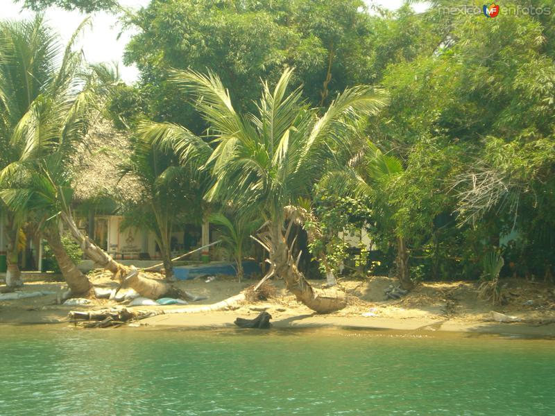 Fotos de Agua Dulce, Veracruz: Palmeras Tonala, ver