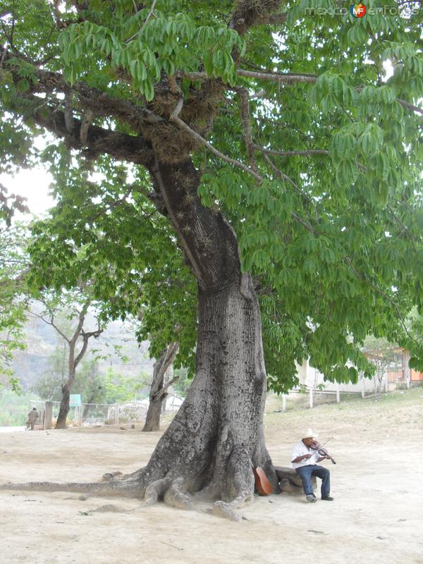 Fotos de Rayón, San Luis Potosí: ceiba longeva en la antigua misión de Gamotes