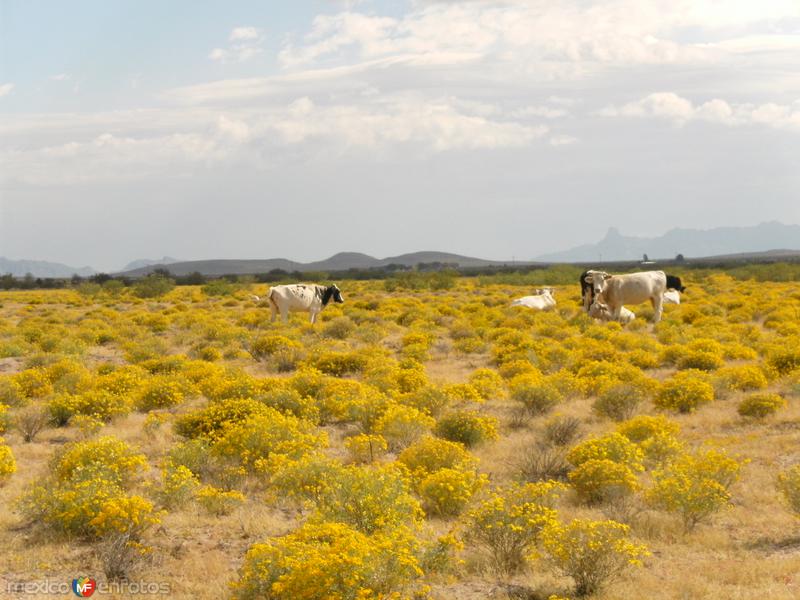 Fotos de Ahumada, Chihuahua: Vacas pastando