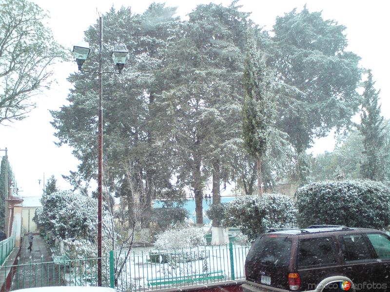 Fotos de Pinos, Zacatecas: ARBOLES CUBIERTOS DE NIEVE