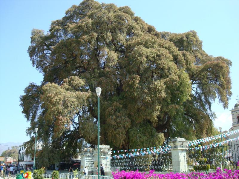 Fotos de Santa María Del Tule, Oaxaca: arbol del tule 2