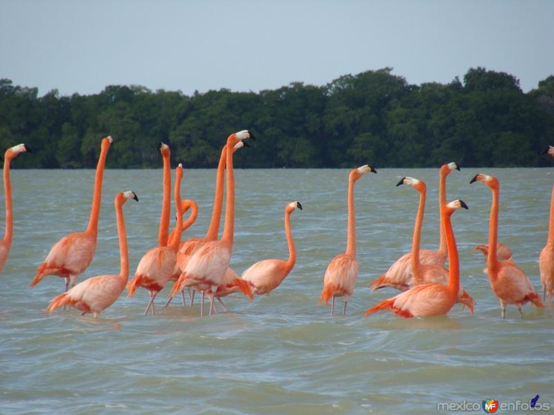 Fotos de Celestún, Yucatán: flamingos 4