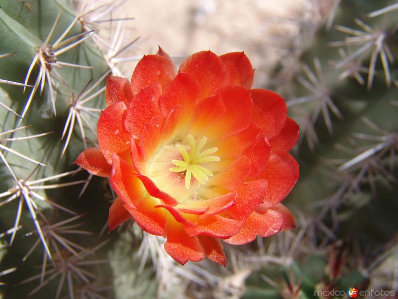 Fotos de Ciudad Juárez, Chihuahua: Bisnaga