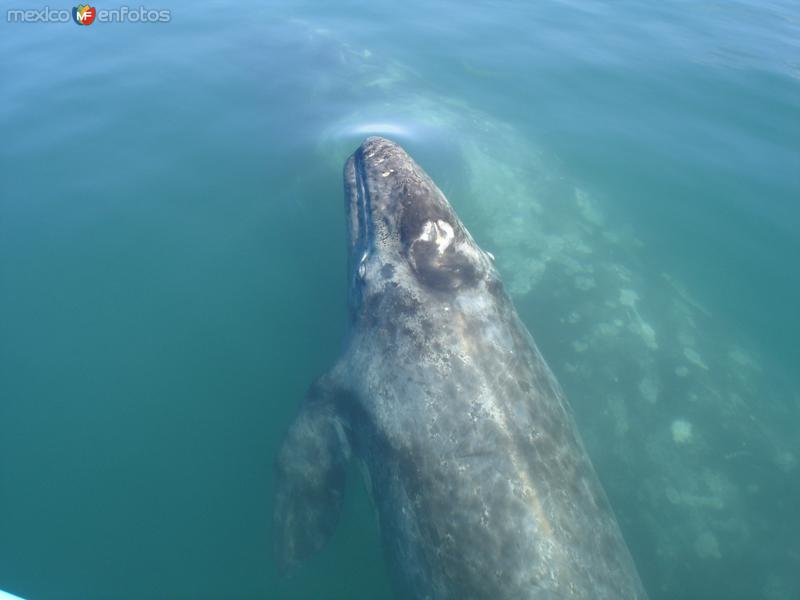 Fotos de San Ignacio, Baja California Sur: Ballena Gris