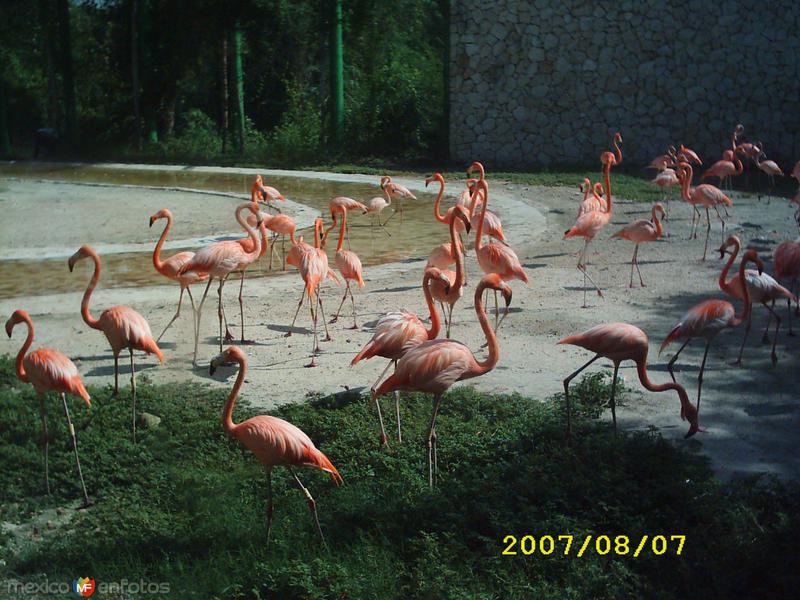 Fotos de Xcaret, Quintana Roo: A A A BELLISIMO