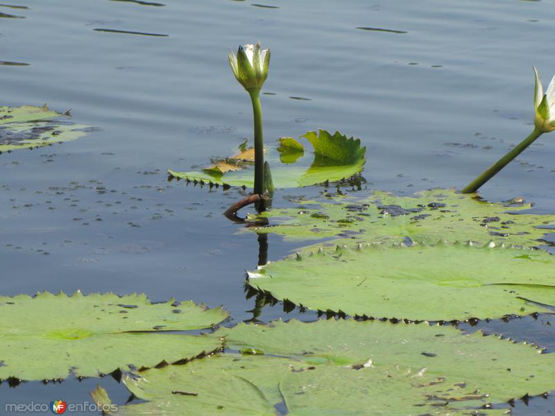 Fotos de Catemaco, Veracruz: Flor de loto