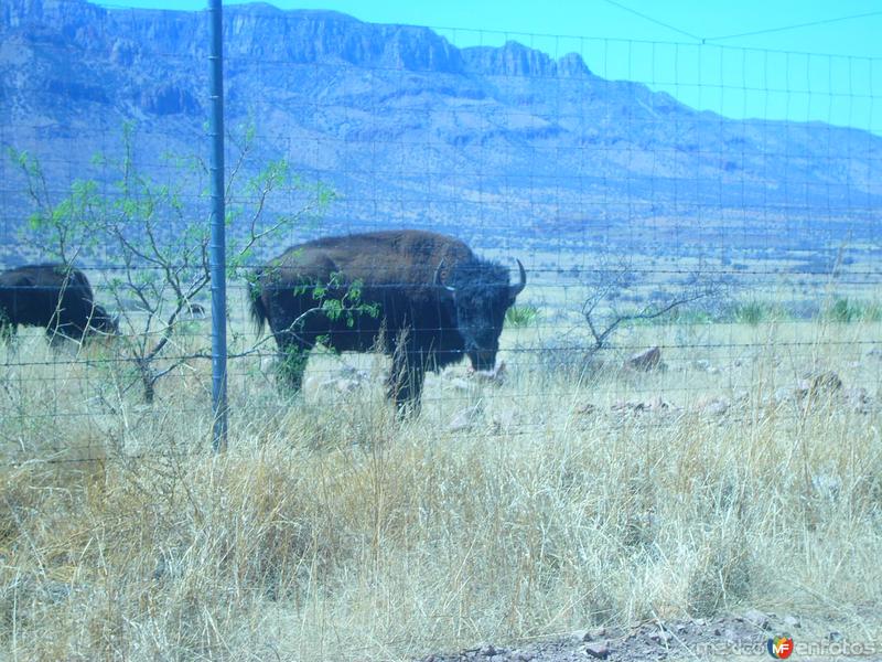 Fotos de Ahumada, Chihuahua: BUFALO