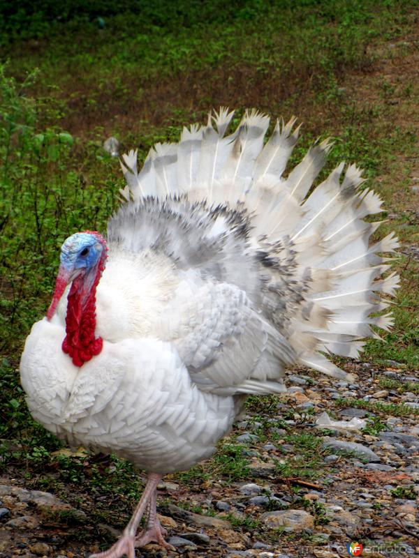 Fotos de Montemorelos, Nuevo León: Pavos