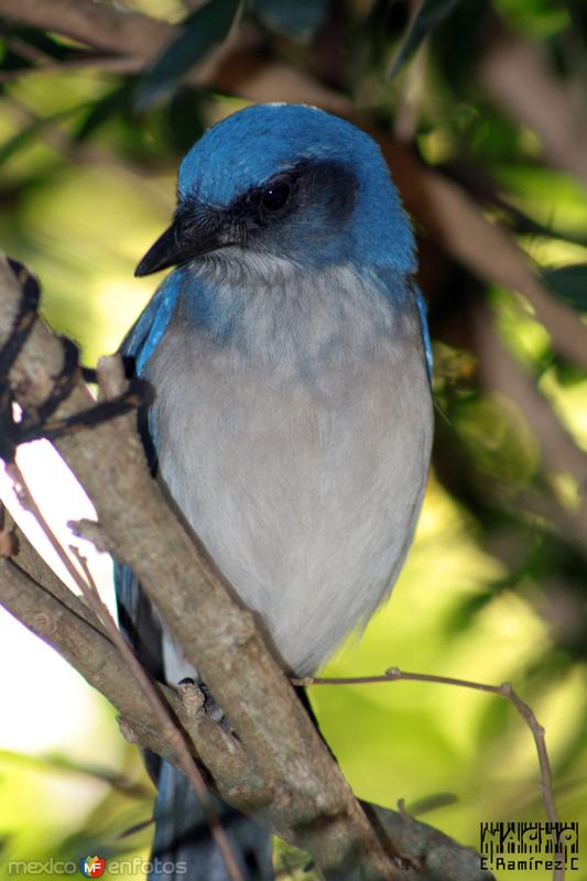 Fotos de San Sebastián Tecomaxtlahuaca, Oaxaca: AZUL...