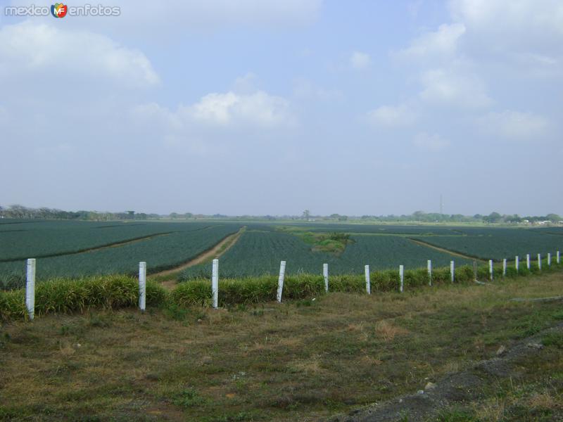 Fotos de Ciudad Isla, Veracruz: Plantación de Piña. Ciudad Isla. Abril/2012