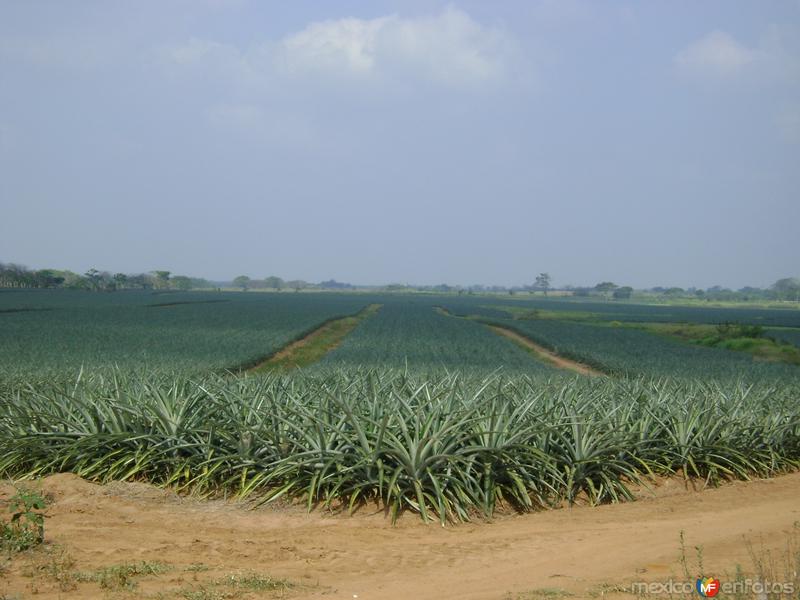 Fotos de Ciudad Isla, Veracruz: Sembradíos de Piña