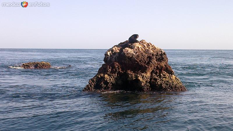 Fotos de Topolobampo, Sinaloa: lobo marino