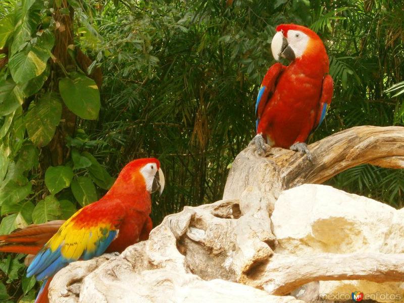 Fotos de Xcaret, Quintana Roo: Colores de Xcaret