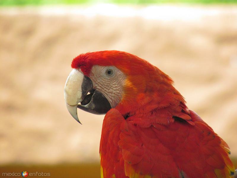 Fotos de Taxco, Guerrero: Fauna de colores