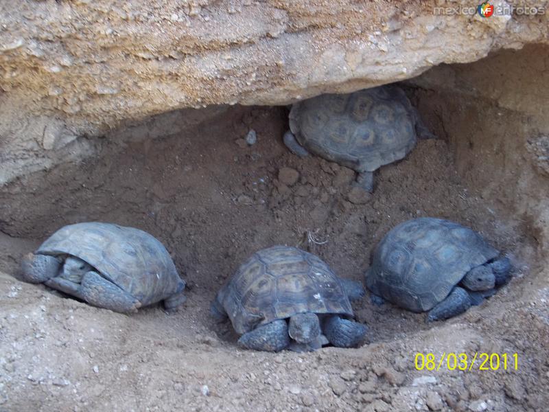 Fotos de Santa Ana, Sonora: Tortugas Del Desierto De Sonora