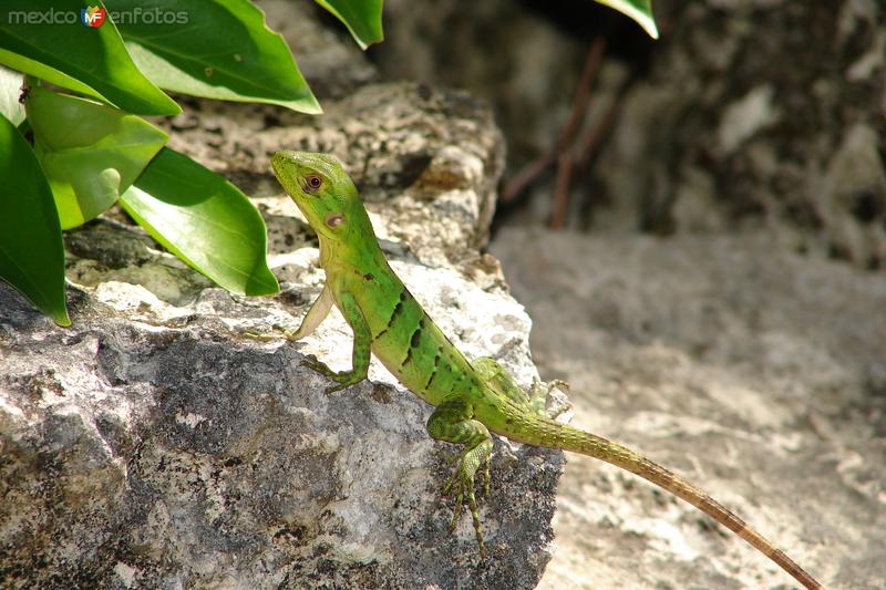 Fotos de Cozumel, Quintana Roo: SAN GERVASIO