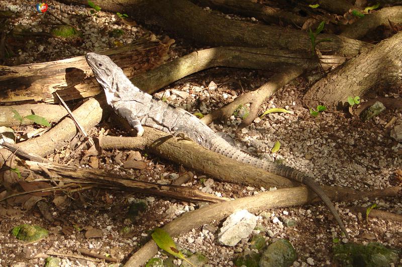 Fotos de Cozumel, Quintana Roo: SAN GERVASIO