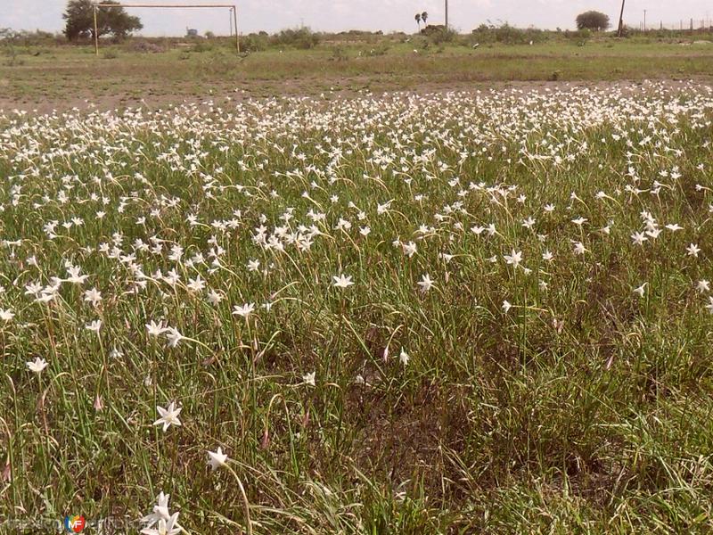 Fotos de Bustamante, Tamaulipas: Pureza natural