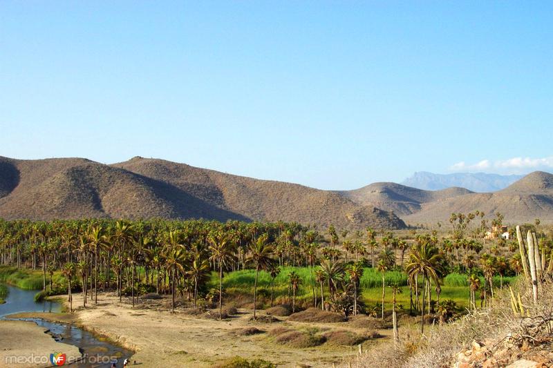 Fotos de Todos Santos, Baja California Sur: Oasis en San Pedrito