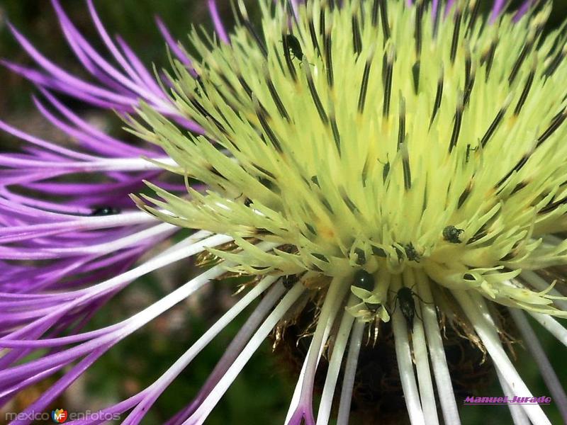 Fotos de Sierra Tarahumara, Chihuahua: Centaurea americana