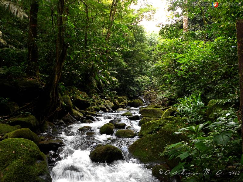 Fotos de Catemaco, Veracruz: Reserva Ecológica Benito Juárez