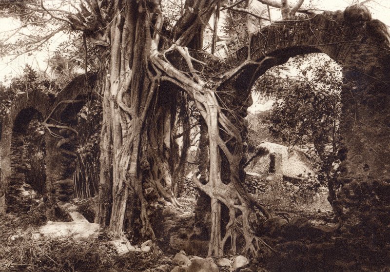 Fotos de La Antigua, Veracruz: Arbol con Amate (circa 1920)