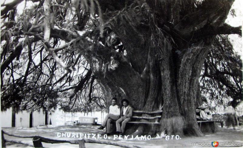 Fotos de Pénjamo, Guanajuato: ARBOL ANEJO CHURIPITZEO