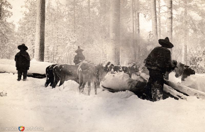 Fotos de Temósachic, Chihuahua: Nevada en la Sierra de Chihuahua