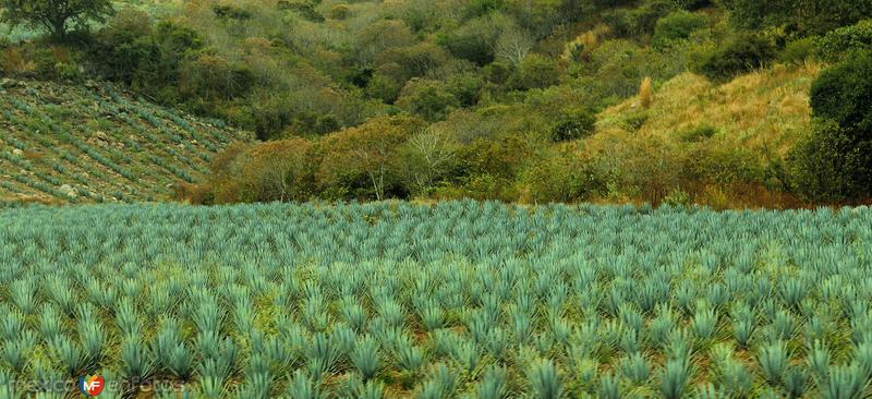 Fotos de Guadalajara, Jalisco: CAMINO GUADALAJARA---PUERTO VALLARTA 2014